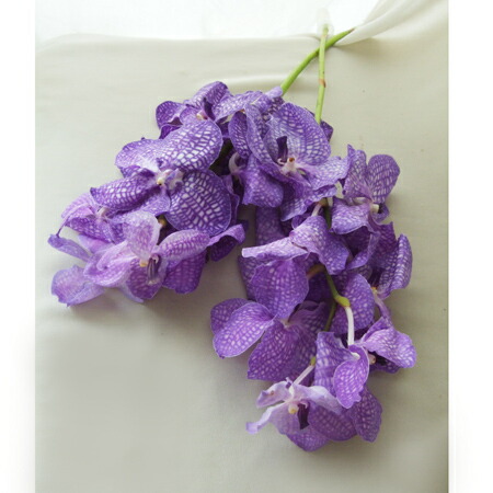 楽天市場 生花 バンダ ブルー系おまかせ 4 5輪 5本 花材通販はなどんやアソシエ