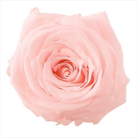 大地農園 プチシャーロット プリザーブドフラワー ローズ～紫陽花のおまけ付き～ 大地農園 プチシャーロット プリザーブドフラワー ローズ