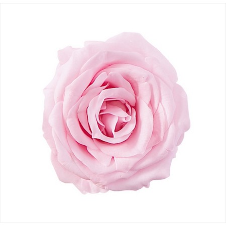 大地農園 プチシャーロット プリザーブドフラワー ローズ～紫陽花のおまけ付き～ 大地農園 プチシャーロット プリザーブドフラワー ローズ