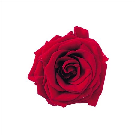 楽天市場】【プリザーブド】大地農園/プチシャーロット 16輪