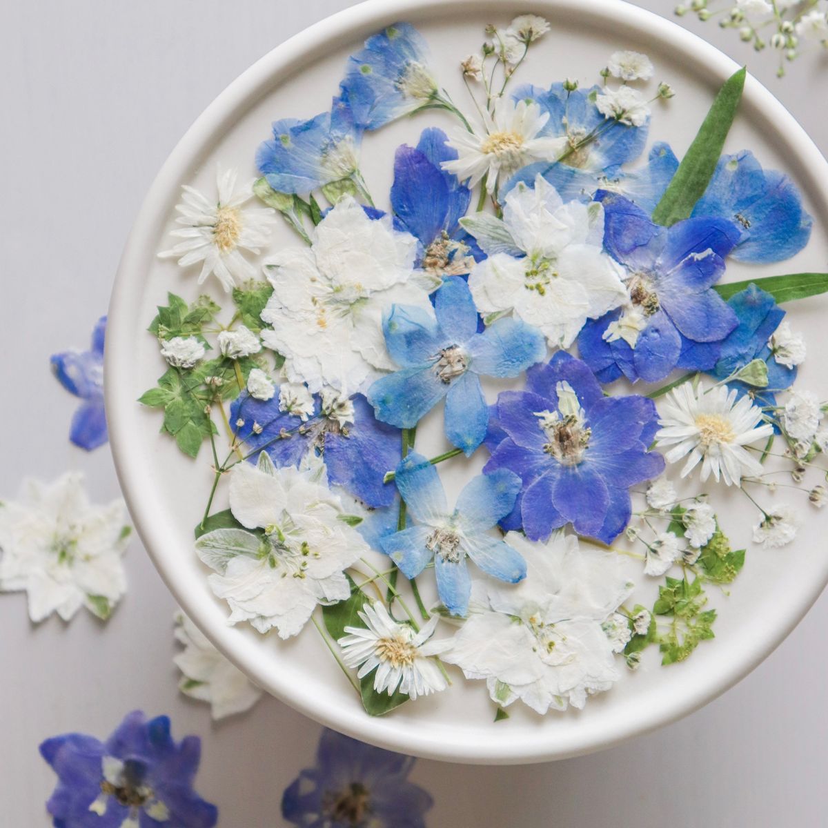 マトリカリア＊ダブルラテ♪アレンジ＊押し花染花＊ドライ花材にも♡ 日限定10 ドライ m flowers 押し花 マトリカリア ダブルラテ ドライ