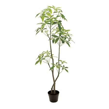 永遠の定番モデル Magiq 東京堂 パキラ ６ｆ ｇｒｅｅｎ Fg 返品 代引不可