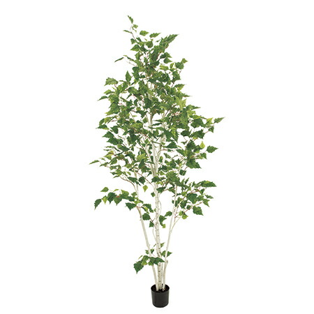 直送 人工観葉植物 Magiq 東京堂 シラカバ Fg 返品 代引不可 01 造花 アーティフィシャルフラワー 人工観葉植物 高さ 0cm 手作り 材料 Dental Dvi Co Il