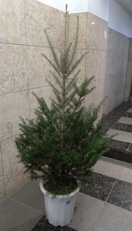 楽天市場】モミの木 【もみの木高さ2.5メートル】クリスマスツリーに