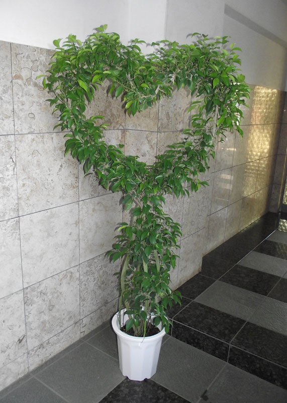 観葉植物 ベンジャミン ハート型 結婚祝いにも この商品は 大型のため 配達地域限定 東京23区内 埼玉県草加市 川口市 八潮市 三郷市 の商品です Prescriptionpillsonline Is