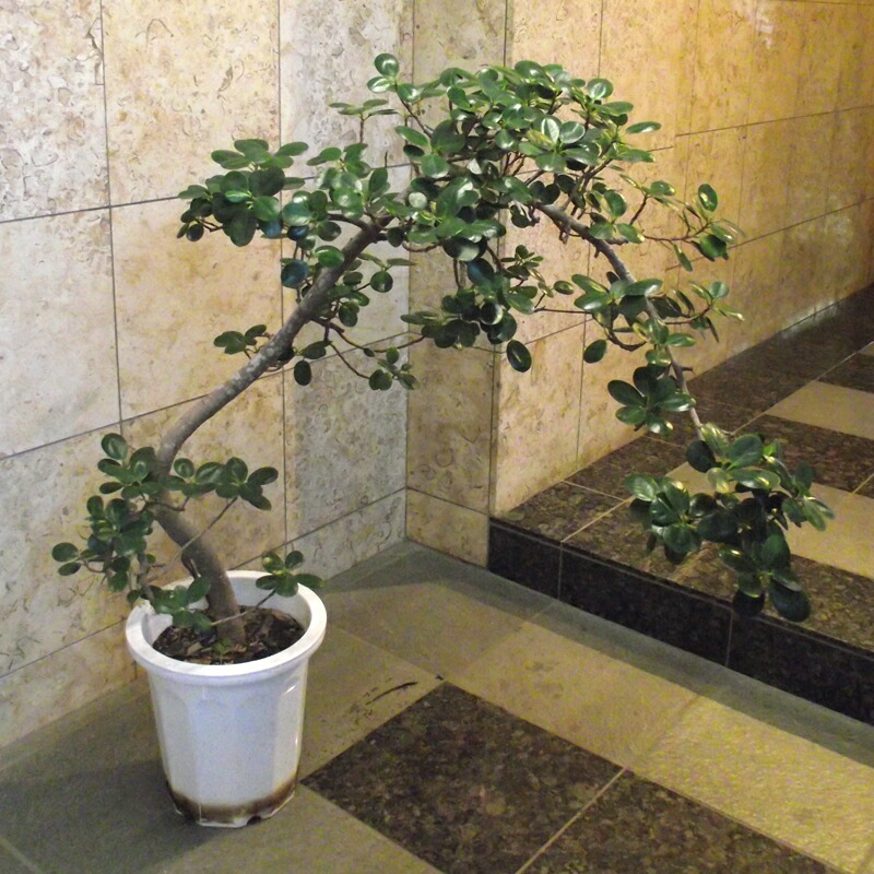 楽天市場 観葉植物 パンダガジュマル 10号 お届け地域限定 東京23区内 埼玉県草加市 川口市 八潮市 三郷市 花右衛門