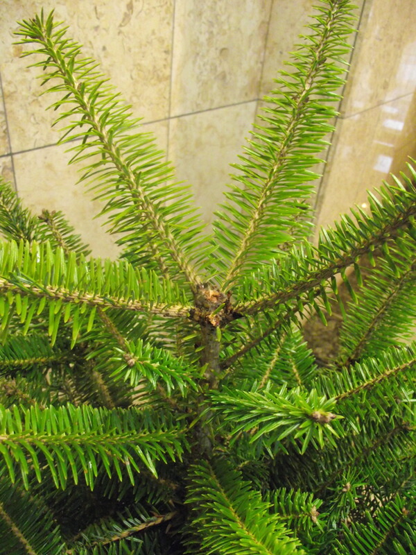 楽天市場 現品お届け 先端がない 本物のもみの木 モミの木 樅の木 1cm クリスマスツリー 訳アリ品のためご注意ください 花右衛門