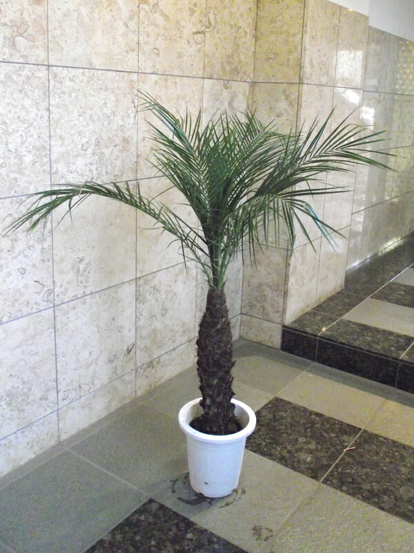 観葉植物 花 観葉植物フェニックス ロベレニー 1 花右衛門 観葉植物 観葉植物 花 観葉植物フェニックス ロベレニー 1 花右衛門 観葉植物