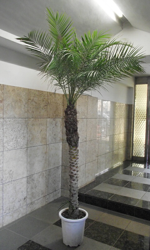 フェニックス 240 現品お届け ロベレニー フェニックス 会社 店舗 病院等は送料割引あり 花右衛門 観葉植物 現品お届け 観葉植物