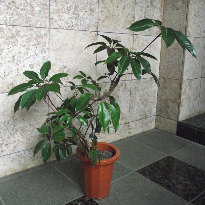 楽天市場 観葉植物 ツピダンサス 曲がり 8号 花右衛門