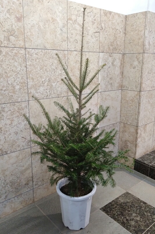 楽天市場】【現品発送】クリスマスツリーに！アカエゾマツ樹高1.3-1.4m