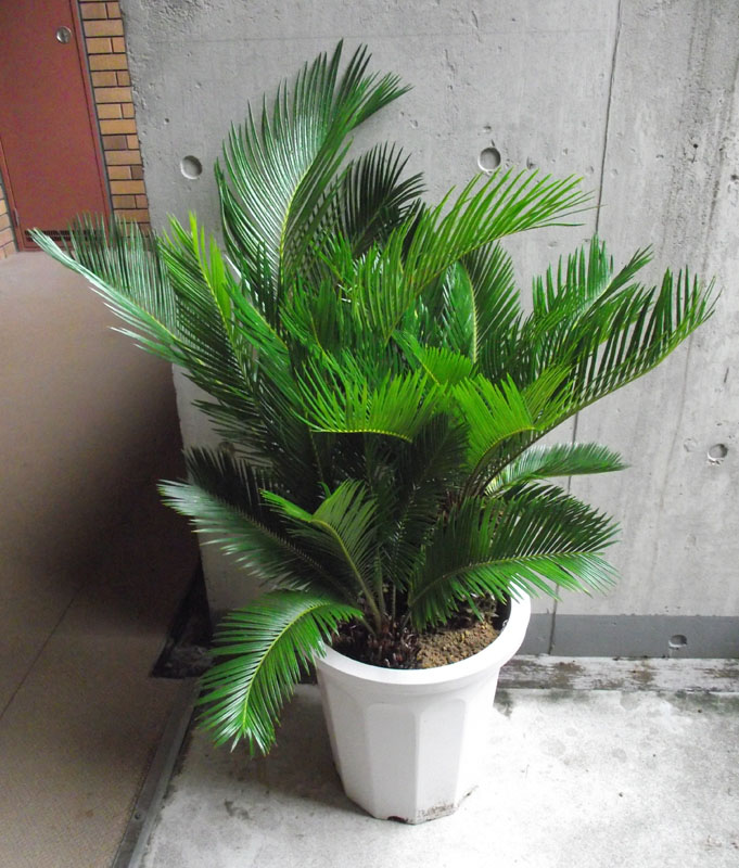 楽天市場】【限定1点】 蘇鉄（ソテツ）極太 2m Cycas revoluta