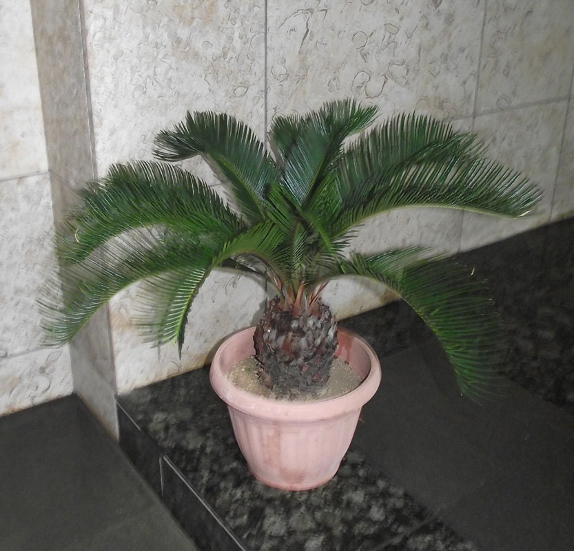 楽天市場】観葉植物：ミニソテツ／XS : 遊恵盆栽 楽天市場店