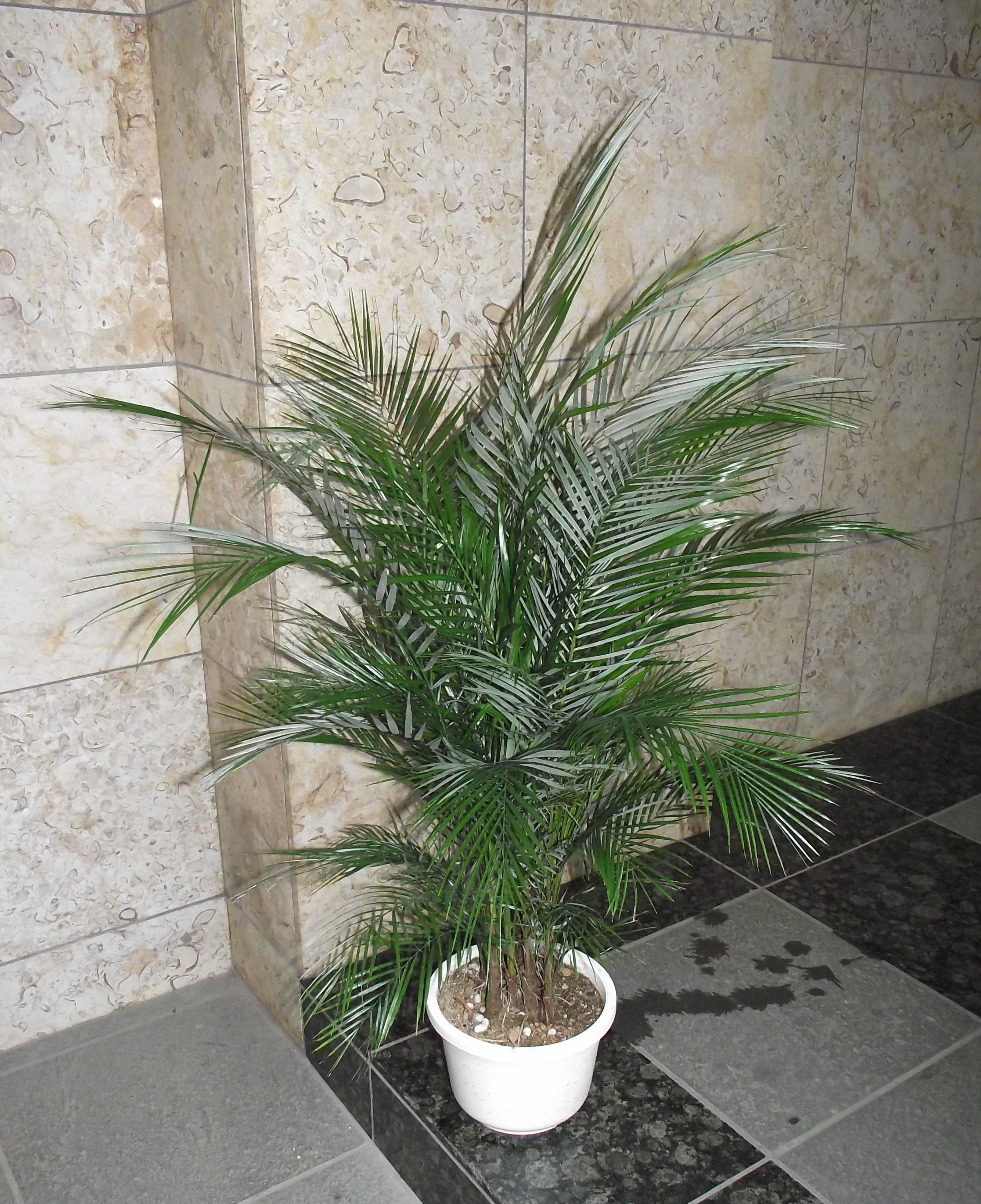 楽天市場】観葉植物 ブラジル姫ヤシ 中 110 7号鉢 : 花右衛門