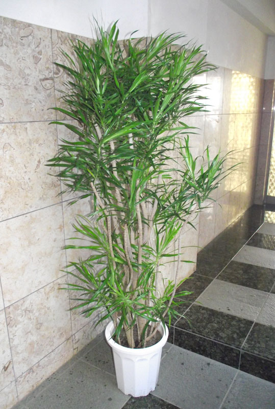 パキラ　幹はねじねじ　１４０センチ(＾＾) パキラ ねじり M | 観葉植物の通販 AND PLANTS (アンドプランツ)