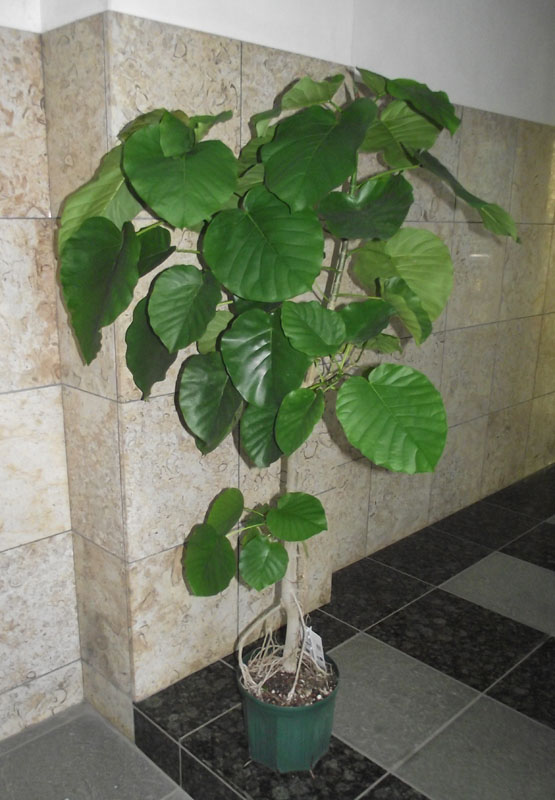観葉植物ウランベータ175cm 楽天市場】観葉植物 ウンベラータ 175 ＊会社・店舗・病院等は送料割引