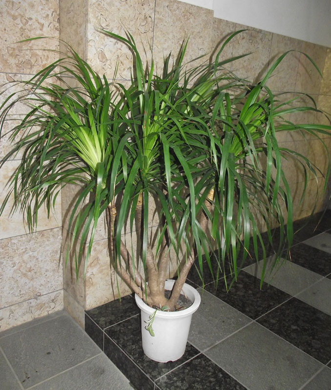 楽天市場】コルジリネ（ドラセナ） エレクトリックスター ポット