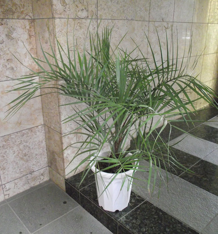 ナンノロプス　アラビカシルバー　13号鉢つき　大株❗ ナンノロプス アラビカシルバー 13号鉢つき 大株❗ ナンノロプス