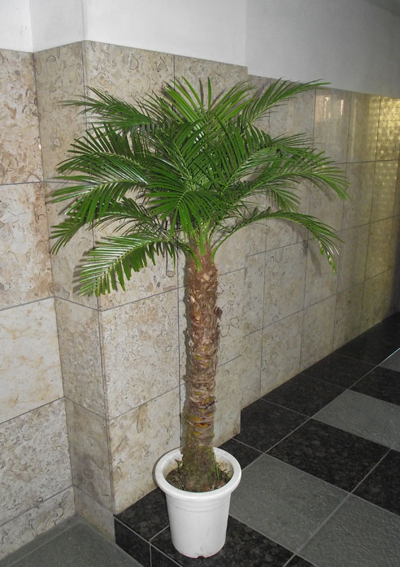 ナンノロプス　アラビカシルバー　4芽　希少　ヤシ　耐寒性 楽天市場】【現品発送】ナンノロプス アラビカシルバー（耐寒性椰子