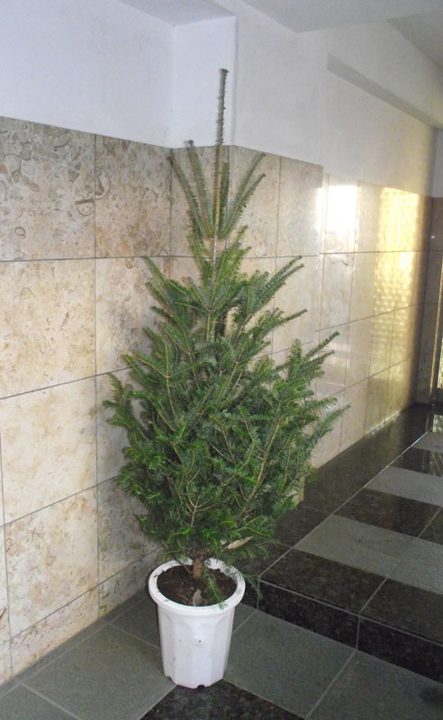 楽天市場】モミの木 【もみの木高さ200cm】クリスマスツリーに最適