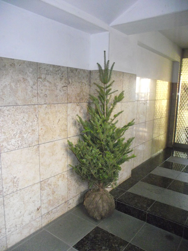 楽天市場】【現品発送】クリスマスツリーに！アカエゾマツ樹高1.3-1.4m