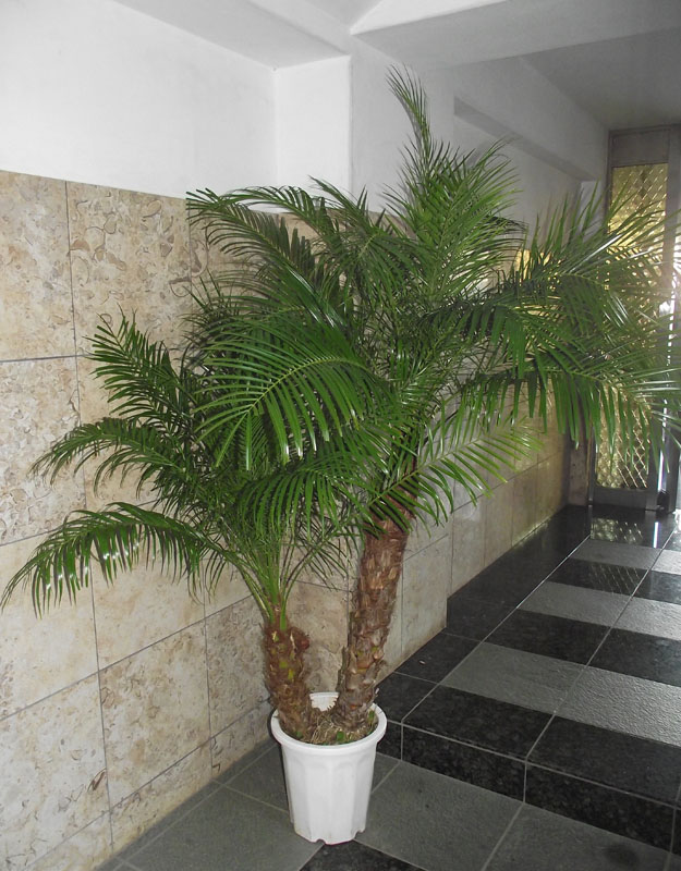 楽天市場】【現品発送】フェニックス ロベレニー 7号グロウコンテナ