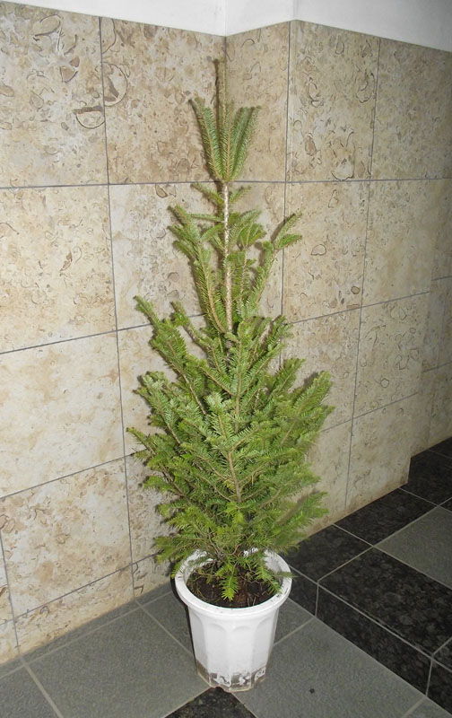 楽天市場】【現品発送】クリスマスツリーに！アカエゾマツ樹高1.3-1.4m