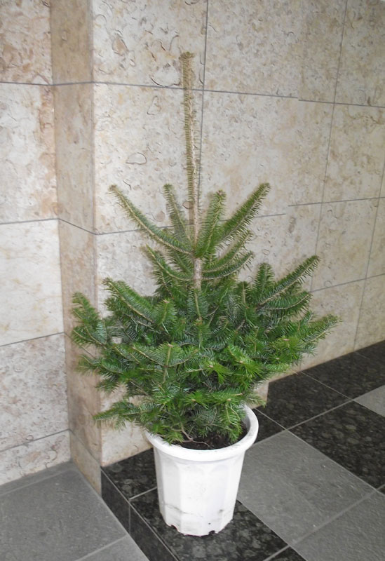 楽天市場】モミの木 【もみの木高さ200cm】クリスマスツリーに最適