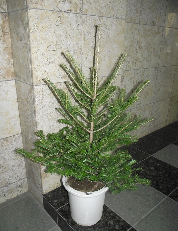 楽天市場】モミの木 【もみの木高さ2.5メートル】クリスマスツリーに