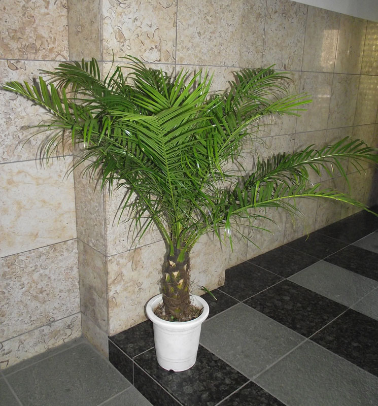 エリック。【鉢付き】高性チャメドレア7号&6号 セット割引価格