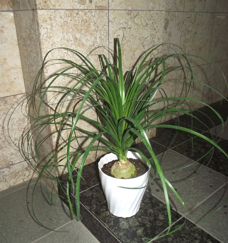 楽天市場】【現品発送】トックリラン（ポニーテール） 8号フレグラー