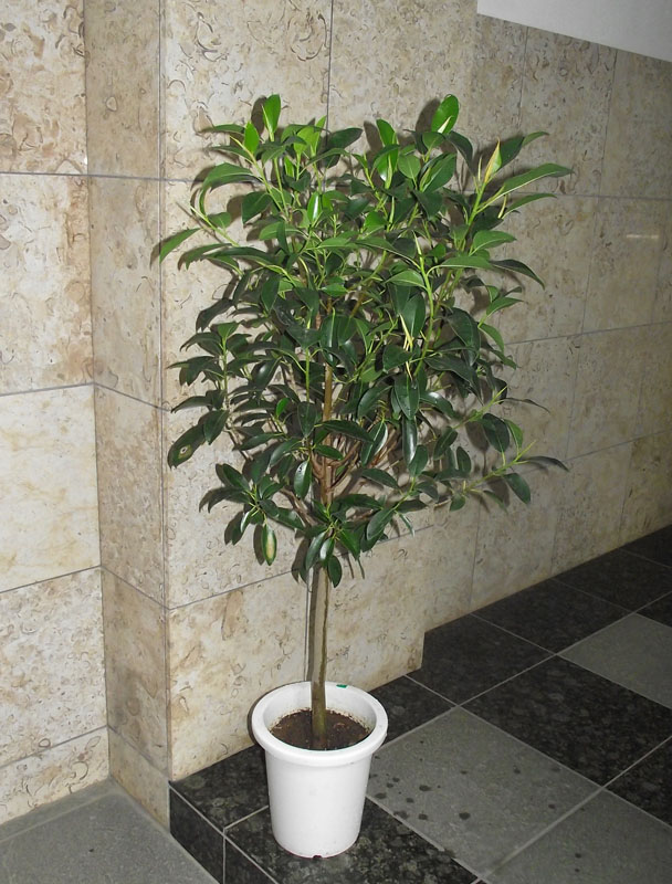 楽天市場】鉢花 観葉植物：フィリカ プベッセンス ワフトフェザー