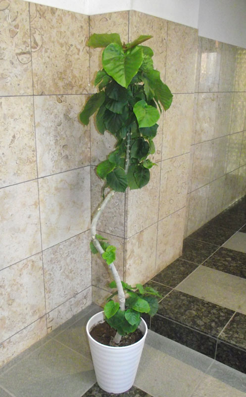 観葉植物ウランベータ175cm 楽天市場】観葉植物 ウンベラータ 175 ＊会社・店舗・病院等は送料割引