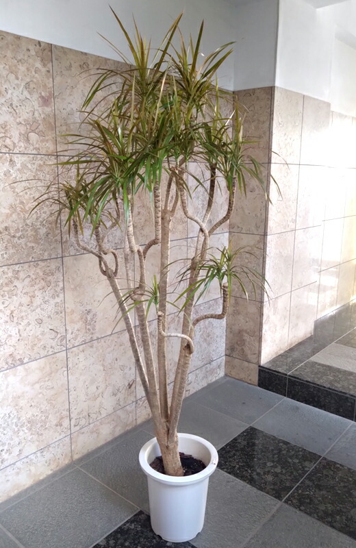 現品　ドラセナ　コンシンネ　ホワイボリー　4番　観葉植物　特大　インテリア　室内 現品］ドラセナ コンシンネ ホワイボリー 8号 観葉植物 室内
