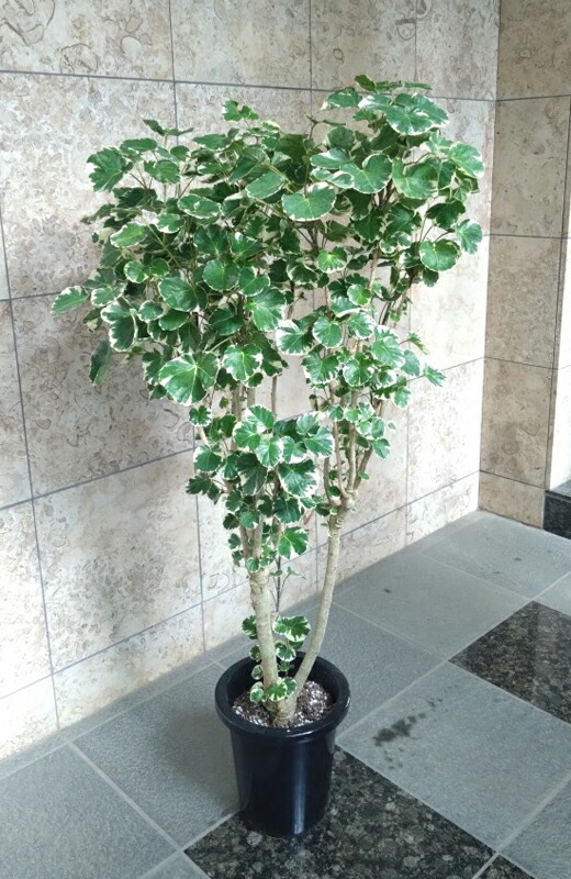 楽天市場】タイワンモミジ（ポリシャス） 10号 観葉植物 ポリシャス