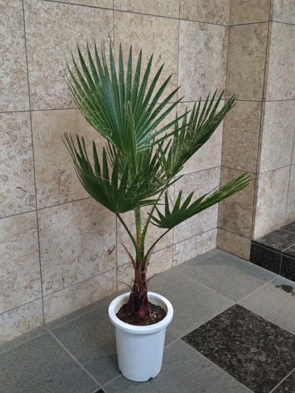 推定500本以上　ワシントンヤシの苗　安心する付き発送 楽天市場】［生産者直送］ワシントンヤシ 樹高約0.8m 送料無料