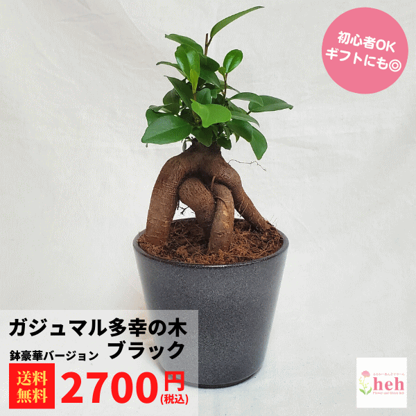 楽天市場】ゴムの木曲げ 豪華寄せ植え 陶器 10号鉢 フィカス