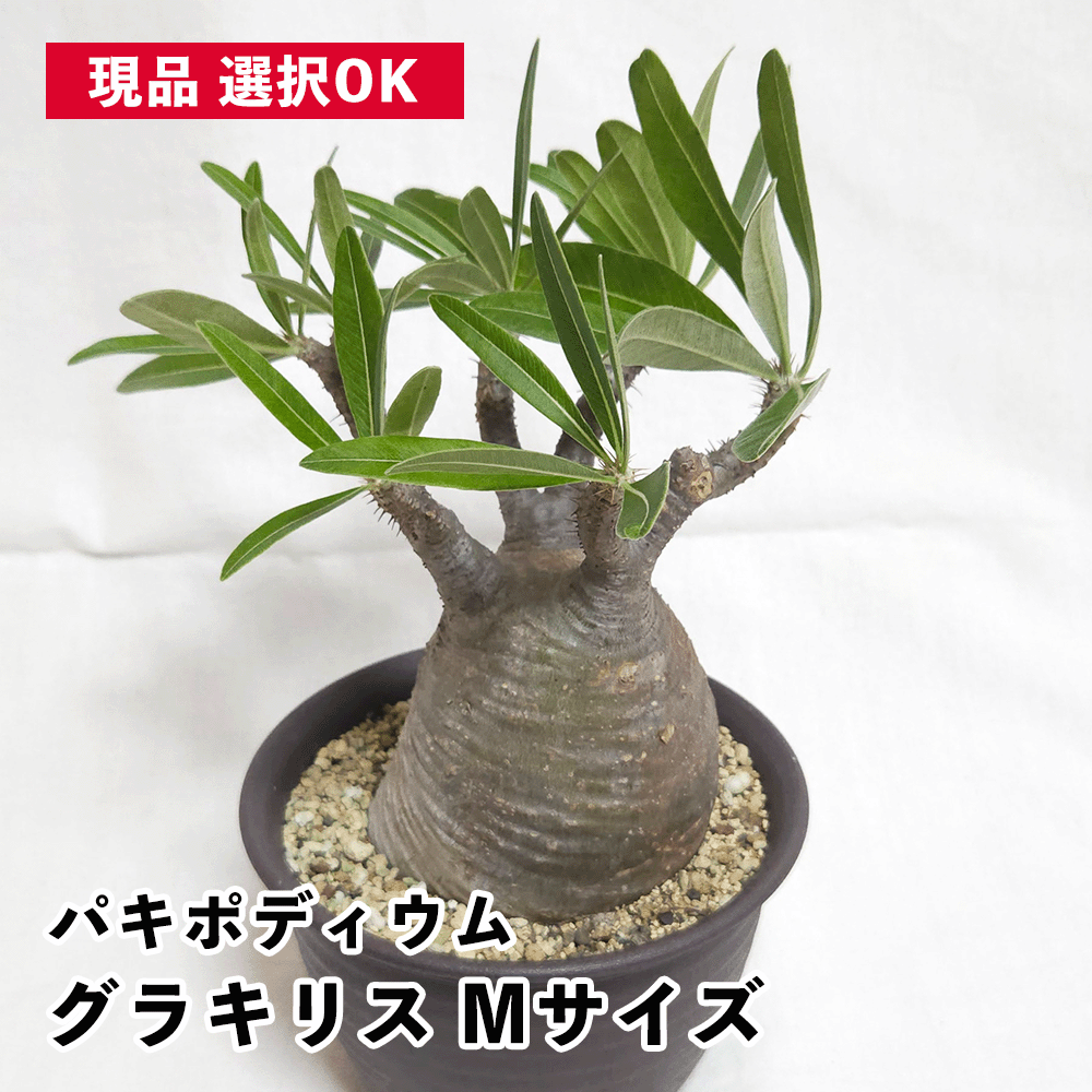 バオバブの現実
