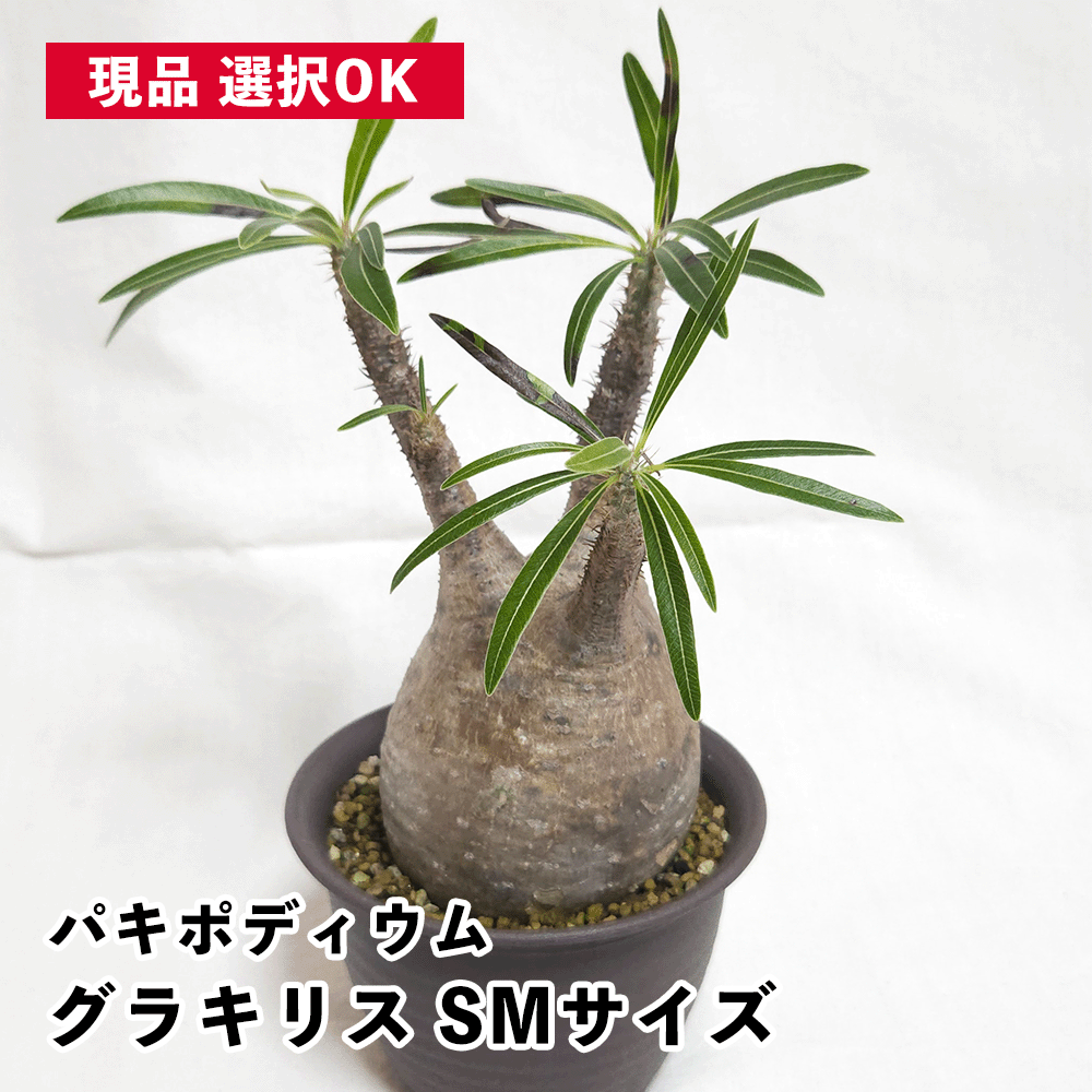 バオバブの現実