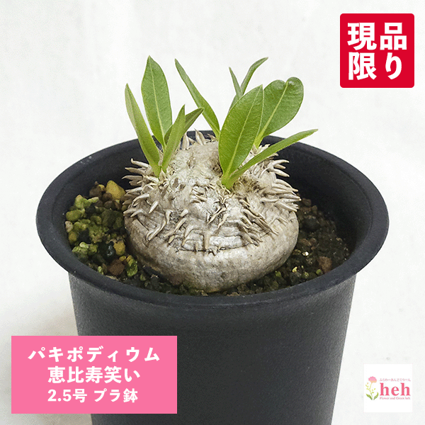 楽天市場】【送料無料】パキポディウム ・ 恵比寿笑い 多肉植物