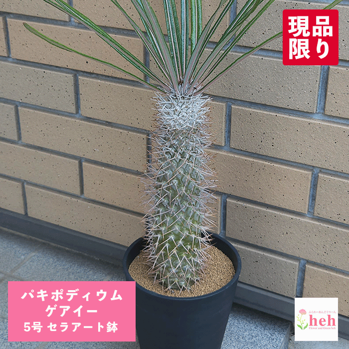 楽天市場】PLANCHU 観葉植物 パキポディウム ミケア 3号樹脂鉢