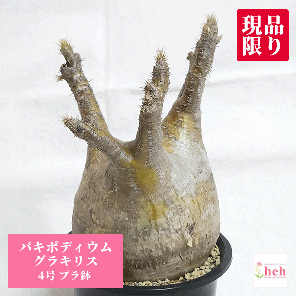 楽天市場】[ パキポディウム グラキリス 象牙宮 XLサイズ @80000