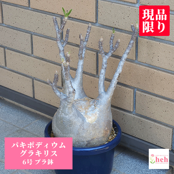 バオバブの地球