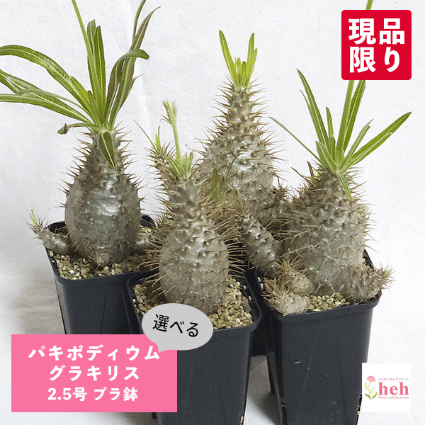 楽天市場】コーデックス：パキポディウム グラキリス 発根済