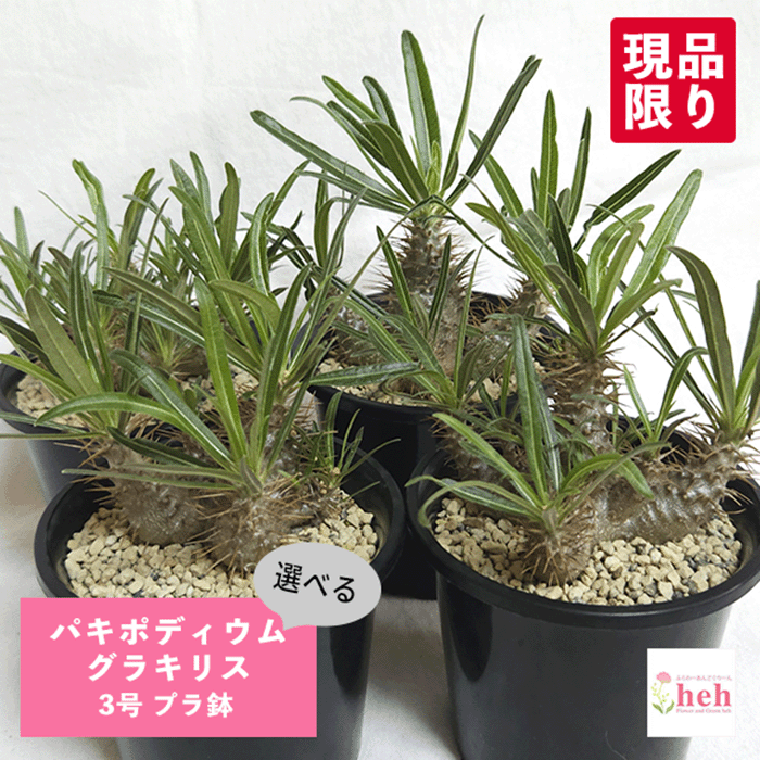 【感謝SALE★早い者勝ち】 パキポディウム　グラキリス　綴化　鉢のまま発送58 感謝SALE☆早い者勝ち】 パキポディウム グラキリス 綴化 鉢の