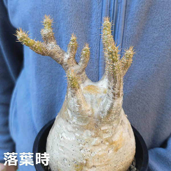 パキポディウム グラキリス 4号 プラ鉢 塊根植物 土 種 鉢
