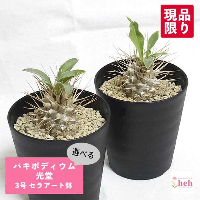 パキポディウム 光堂 3号 セラアート鉢 塊根植物 土 種 鉢 コーデックス プレゼント 種類 ナマクアナム 珍奇 ビザール プランツ 屋外 通販 送料無料 鉢物 観葉 多肉 ギフト 花 開店 誕生日 新築 結婚 記念日 贈答 お祝い 開業 植物 室内 オシャレ 販売