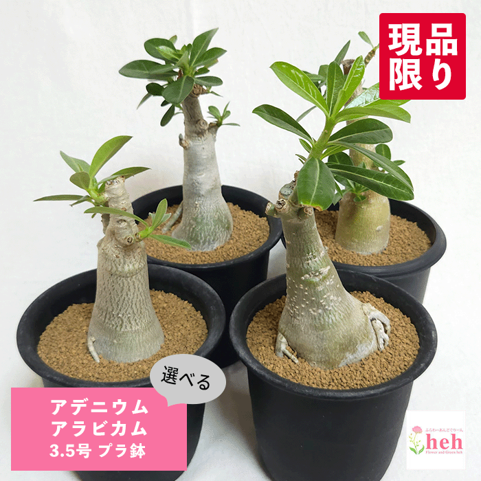 やん　アデニウム　斑入り　3株セット❗ 楽天市場】斑入り アデニウムの通販