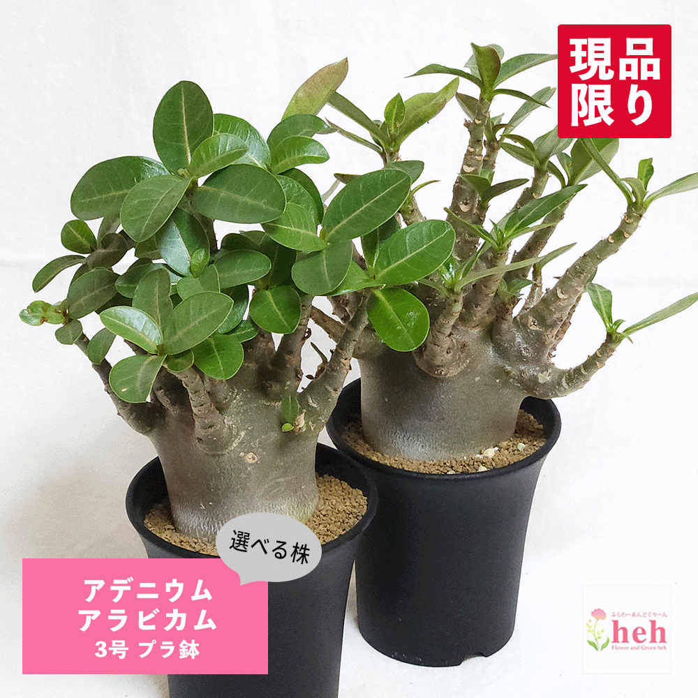 アデニウム アラビカム 3号 プラ鉢 種 土 鉢 コーデックス 塊根 アデニウム 種類 多肉 送料無料 観葉 植物 プレゼント ギフト 開店 新築 結婚 贈り物 記念日 誕生日 お祝い 鉢物 インテリア 現品 販売 ガーデニング ベランダ グリーン|ふらわーあんどぐりーんheh