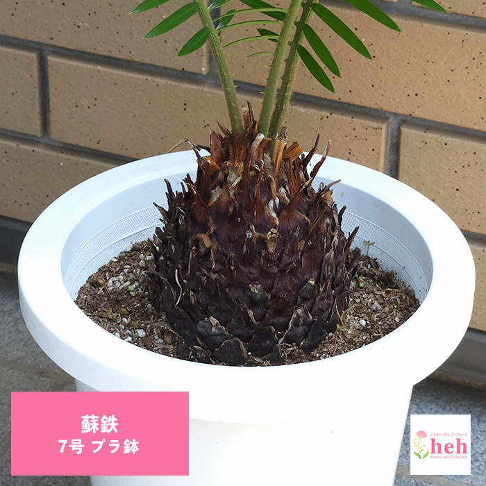 楽天市場】観葉植物 大型 屋外 ソテツ 10号 【現品】 ラッピング無料